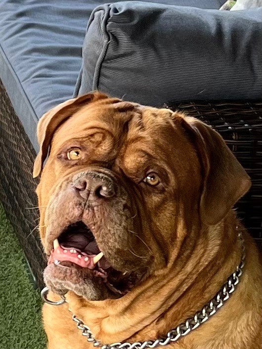 Ossi fraga Sweet Force